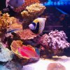 read sea 3
